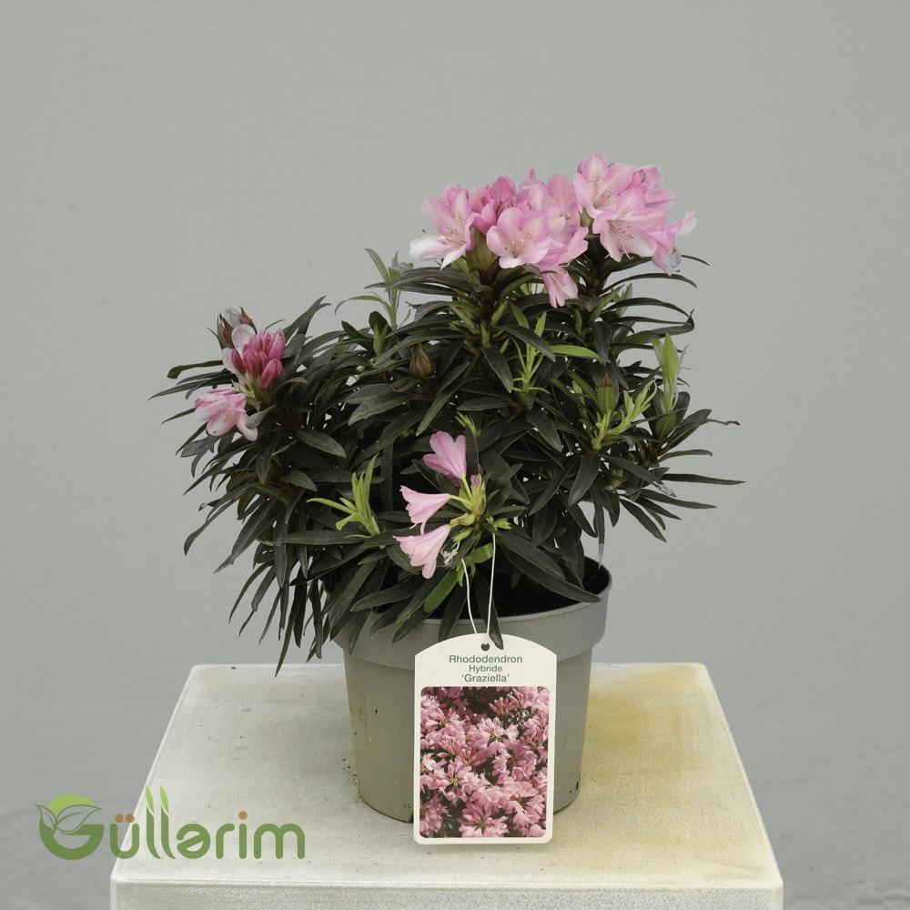 Rhododendron Hybride