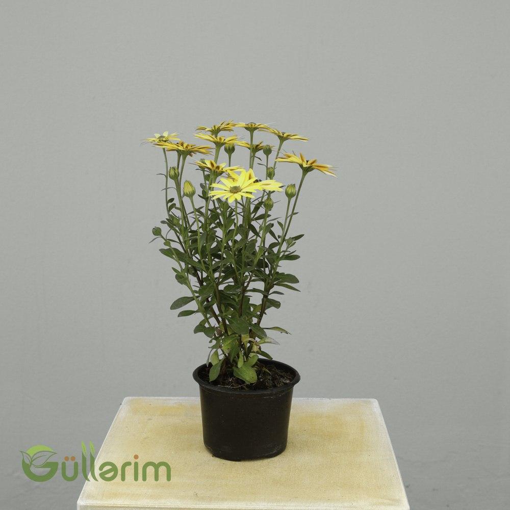 Osteospermum ecklonis – Afrika Papatyası (Pastel Sarı-Bənövşəyi)