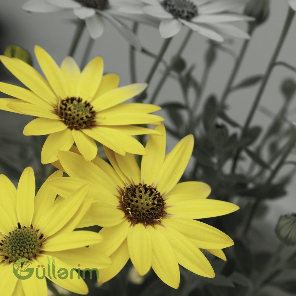 Osteospermum ecklonis – Afrika Papatyası (Pastel Sarı-Bənövşəyi)