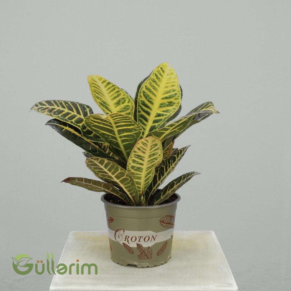 Codiaeum variegatum – Kroton (Croton)