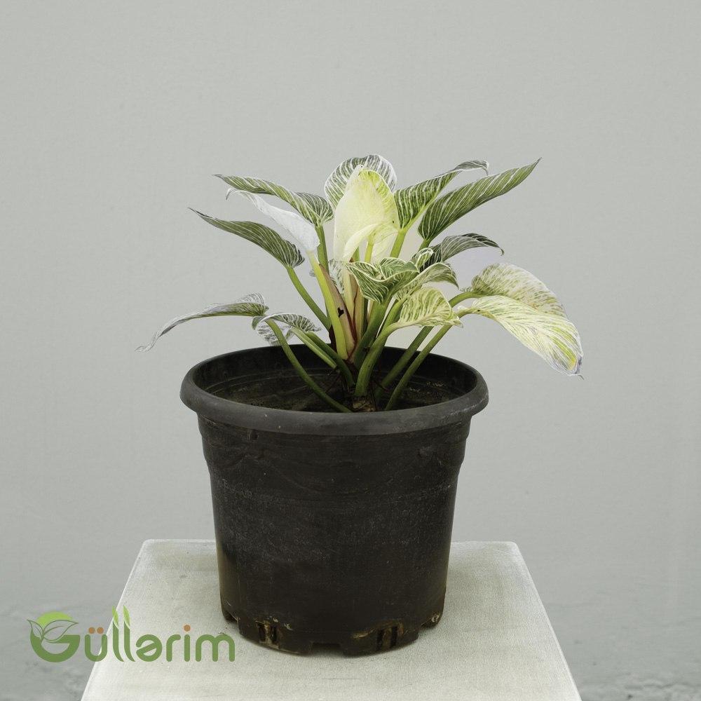 Dieffenbachia 'Reflector' – Kəhrəba Bitkisi
