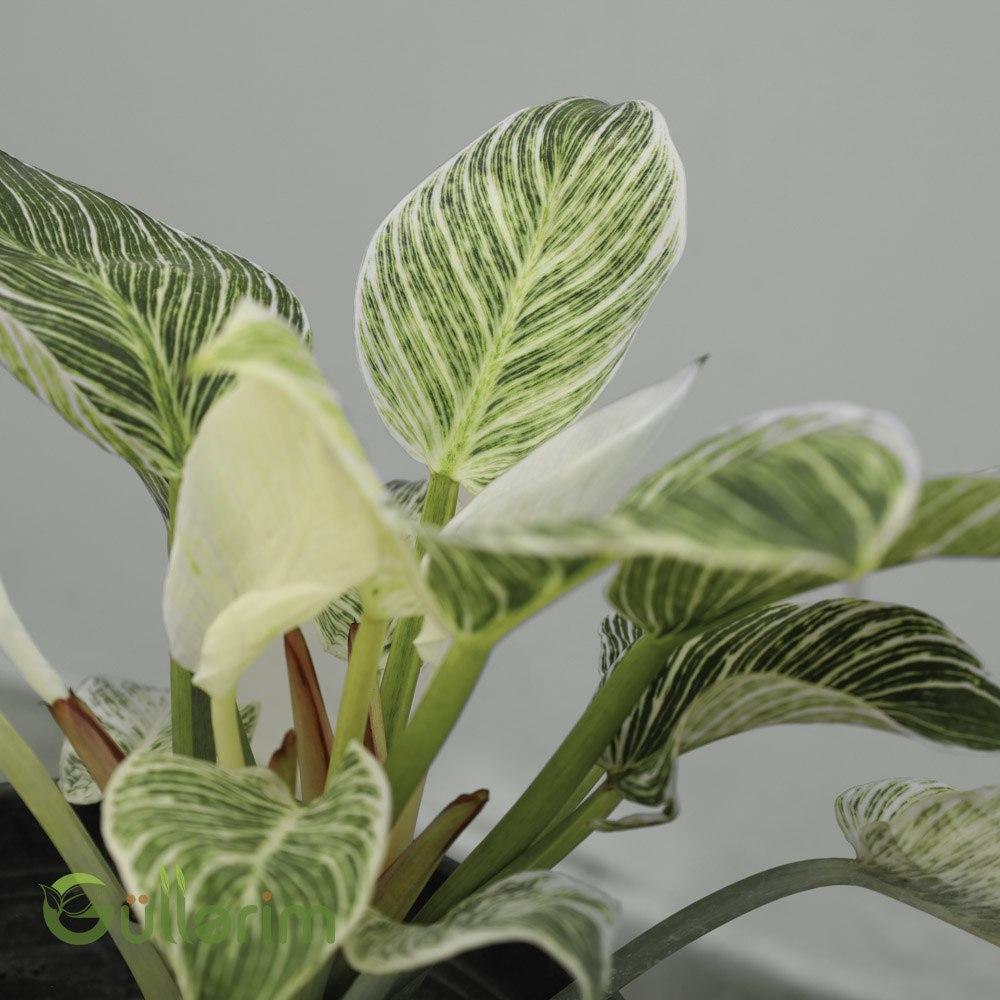 Dieffenbachia 'Reflector' – Kəhrəba Bitkisi