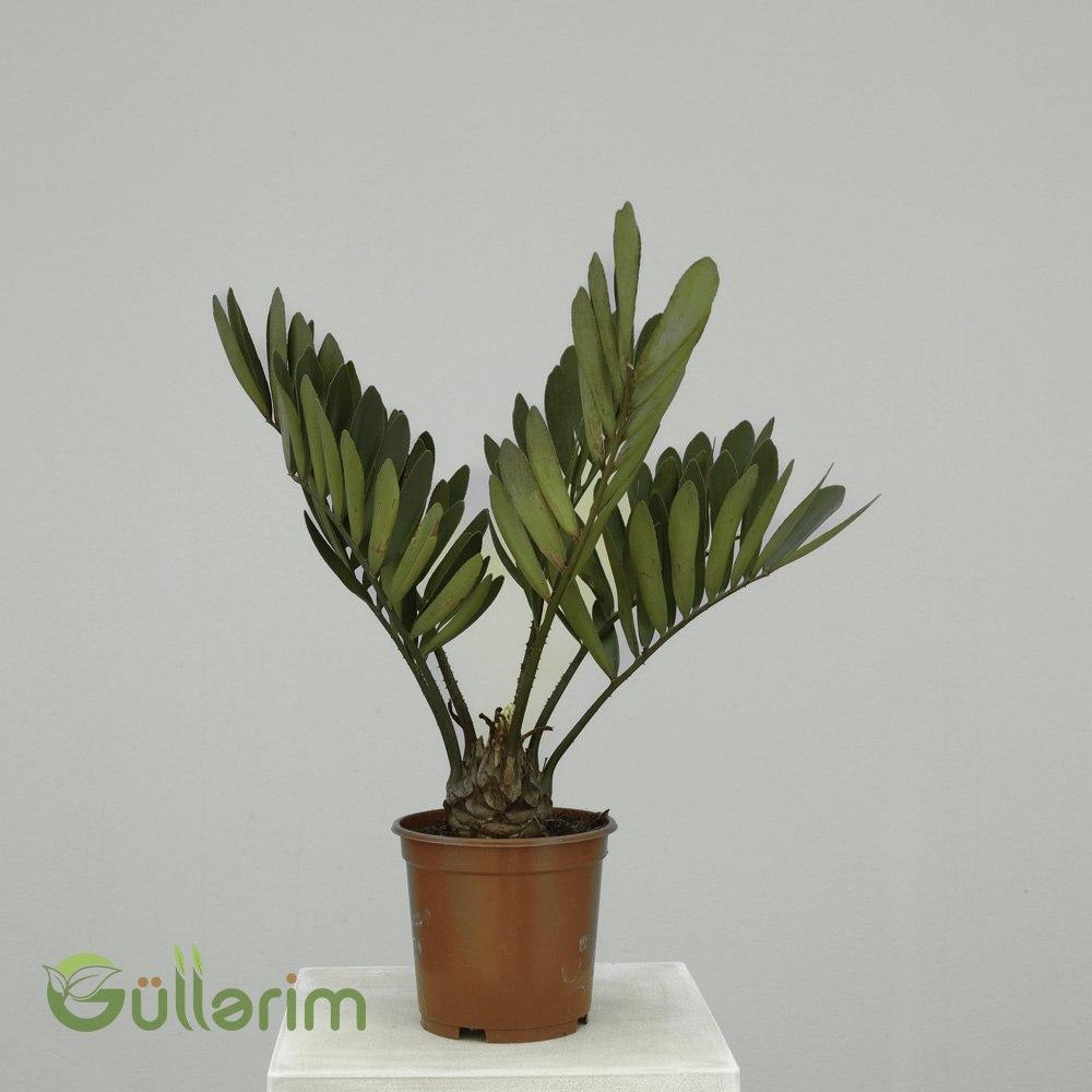 Zamioculcas zamiifolia 'Raven' – Qara ZZ Bitkisi