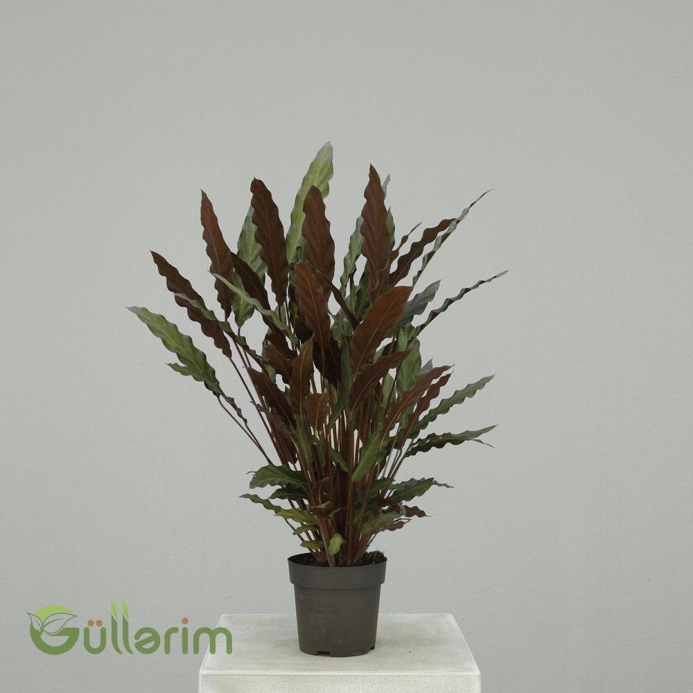 Calathea rufibarba – Velvet Calathea (Kadife Kələtəa)