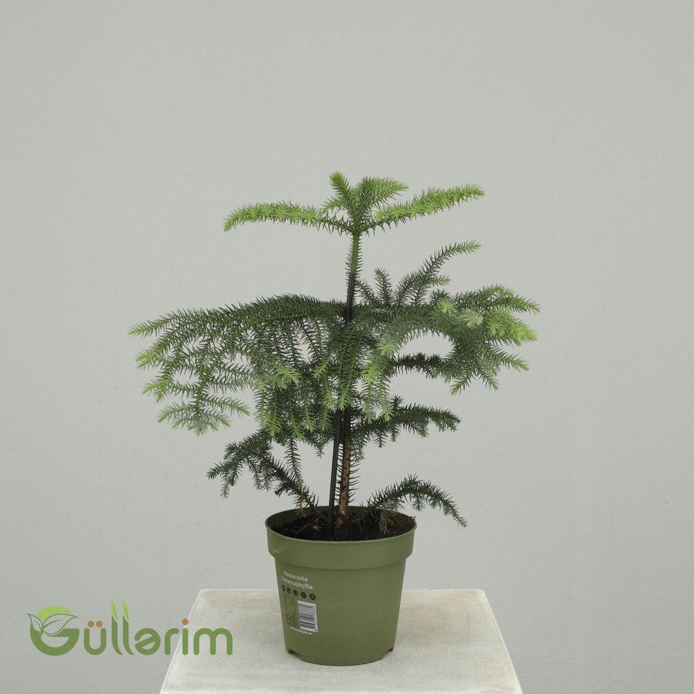 Araucaria heterophylla (Norfolk Şamı)