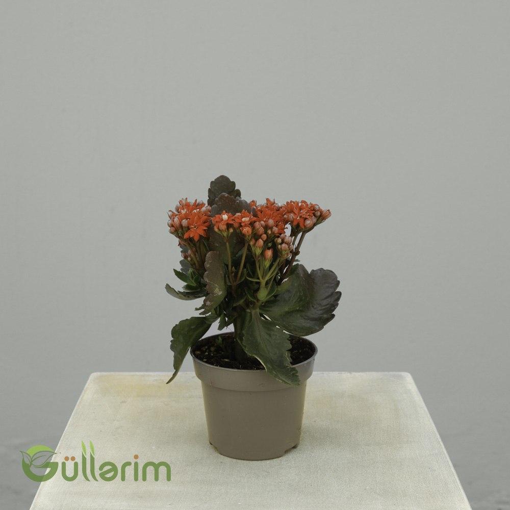 Kalanchoe Blossfeldiana (Azərbaycanca: Kalanxoe)