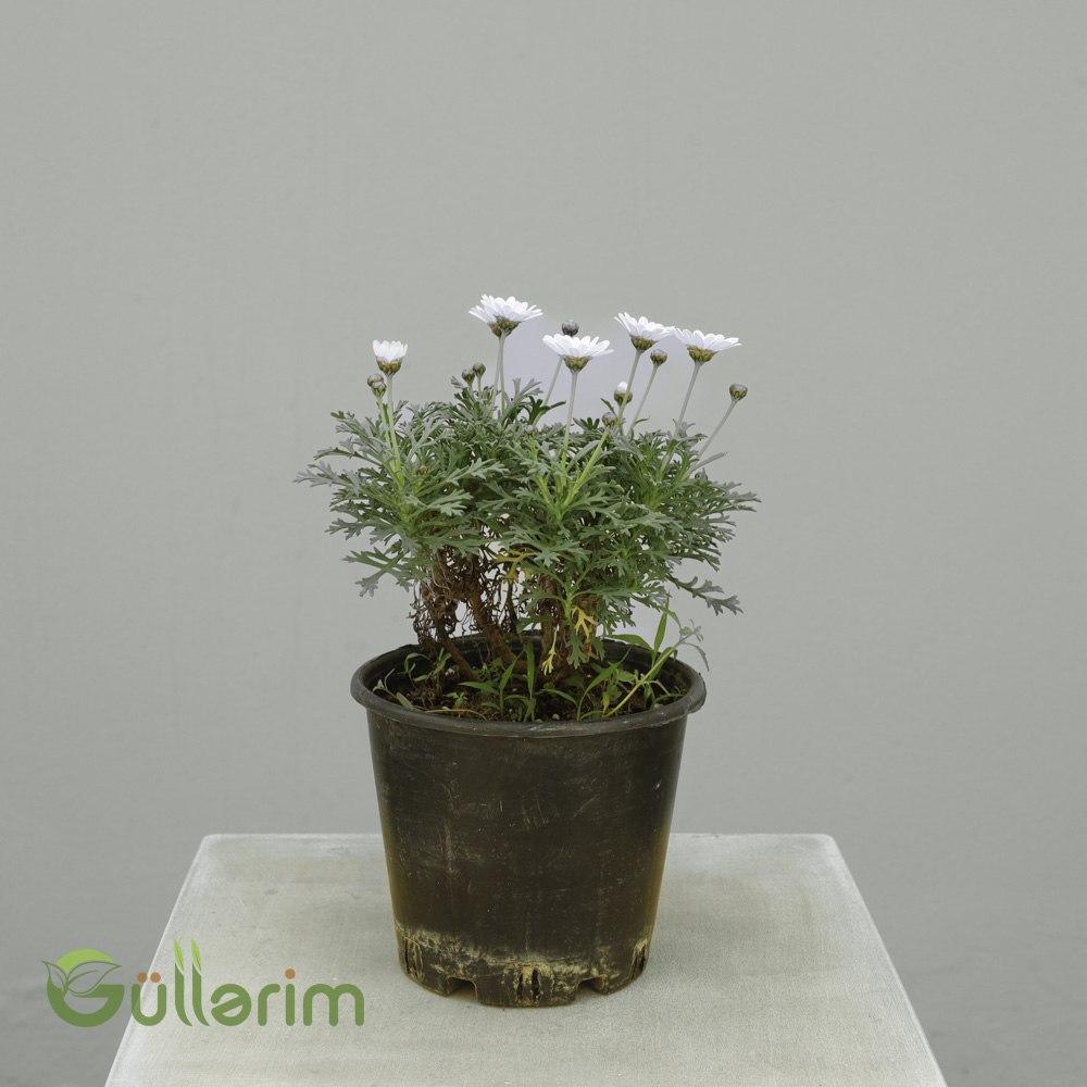 Argyranthemum frutescens (Margerit / Ağ Papatya)