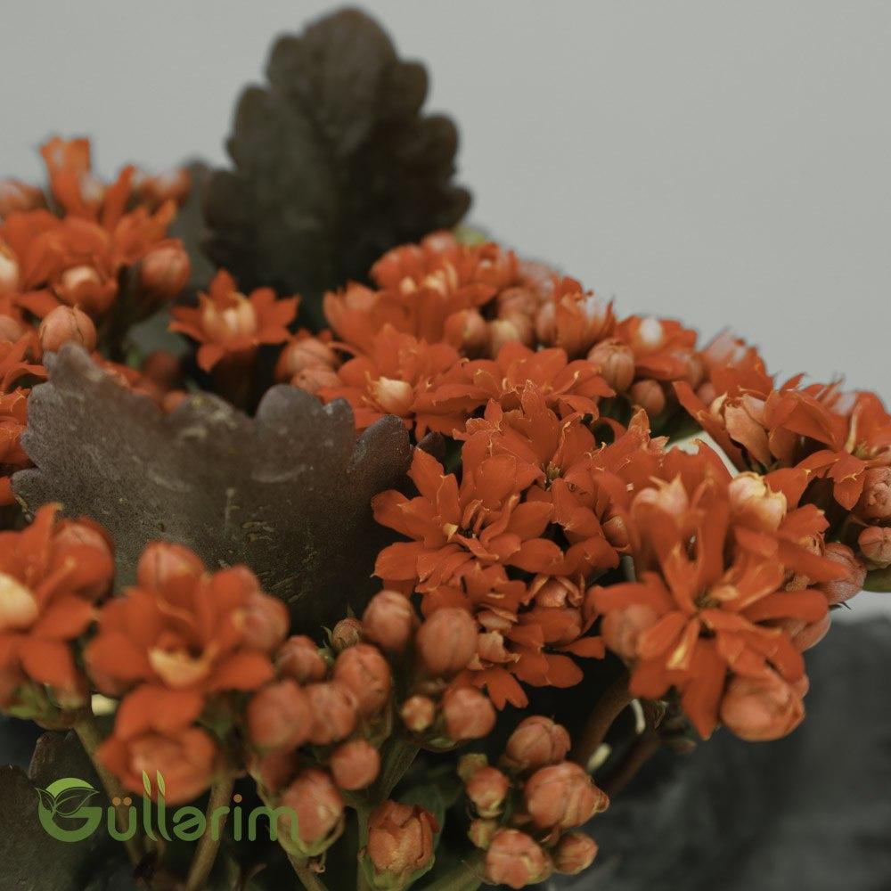 Kalanchoe Blossfeldiana (Azərbaycanca: Kalanxoe)
