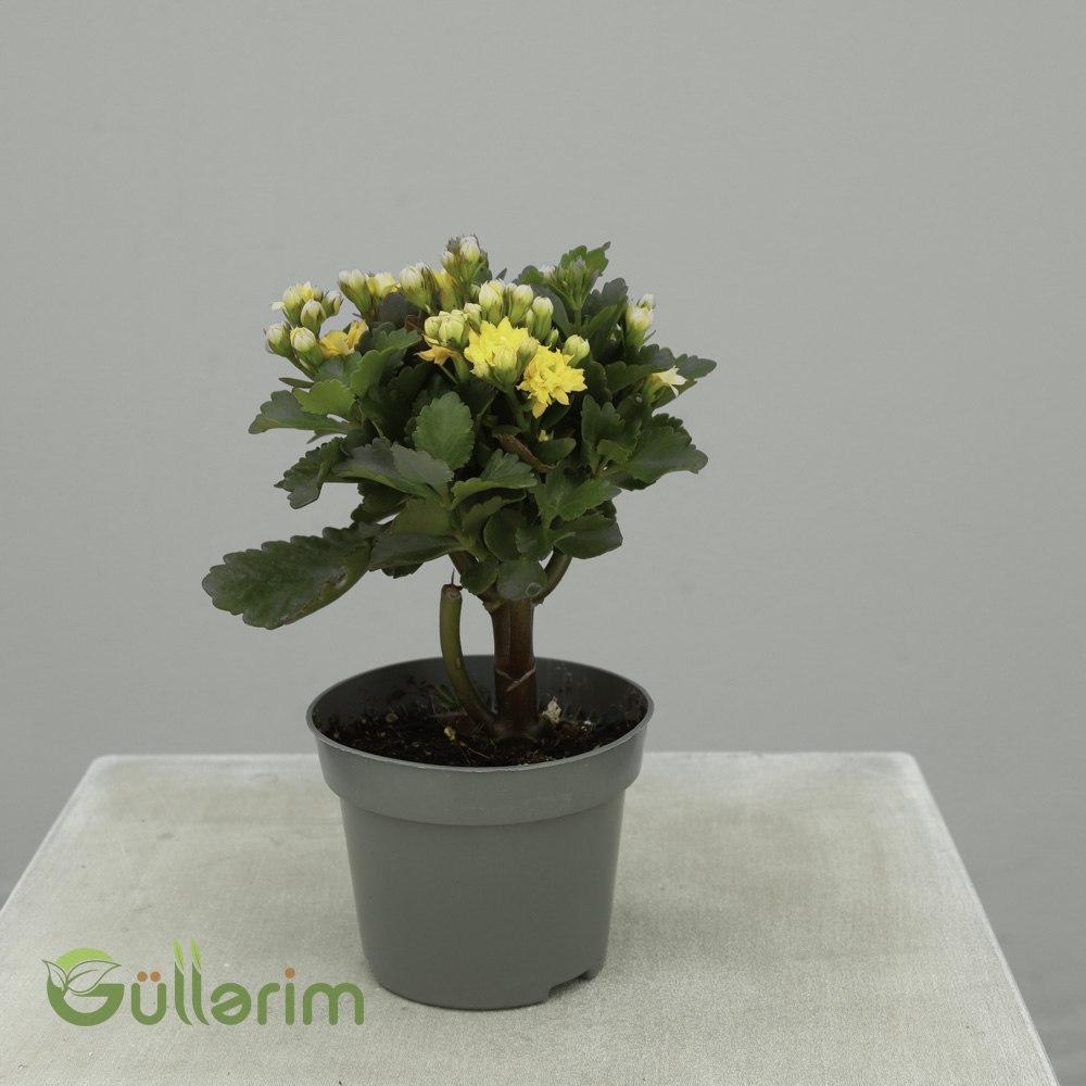Kalanchoe Blossfeldiana (Standart Gövdəli Forması) (Gövdəli Kalanxoe / Kalanxoe ağacı)