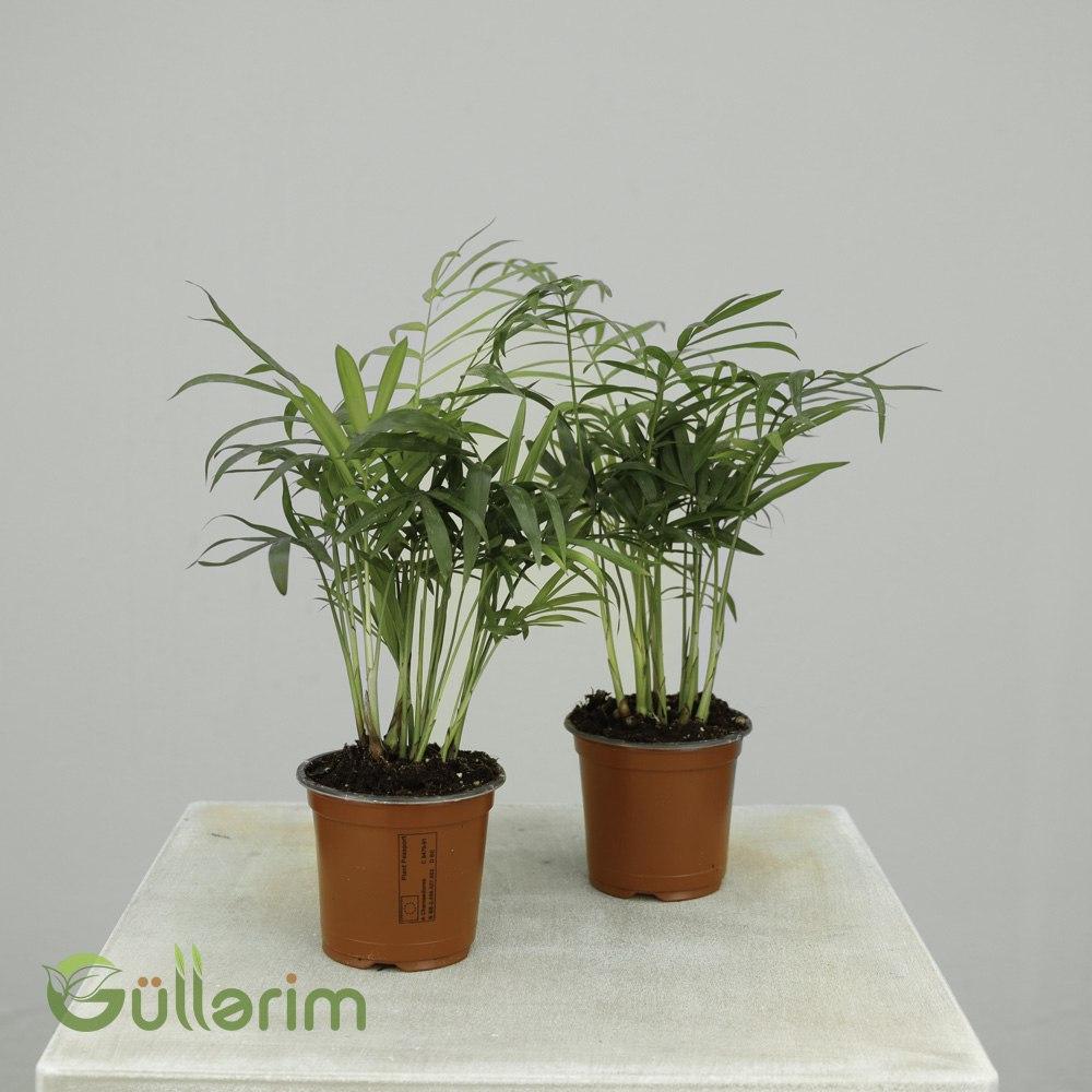 Chamaedorea elegans (Salon Palması)