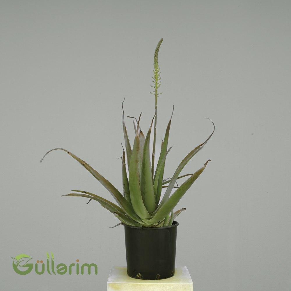 Aloe Vera (Aloe barbadensis miller) (Aloe Vera bitkisi)