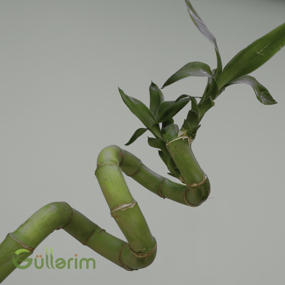 Dracaena sanderiana "Spiral" (Lucky Bamboo) (Xoşbəxtlik Bambuku – Spiral Formalı)