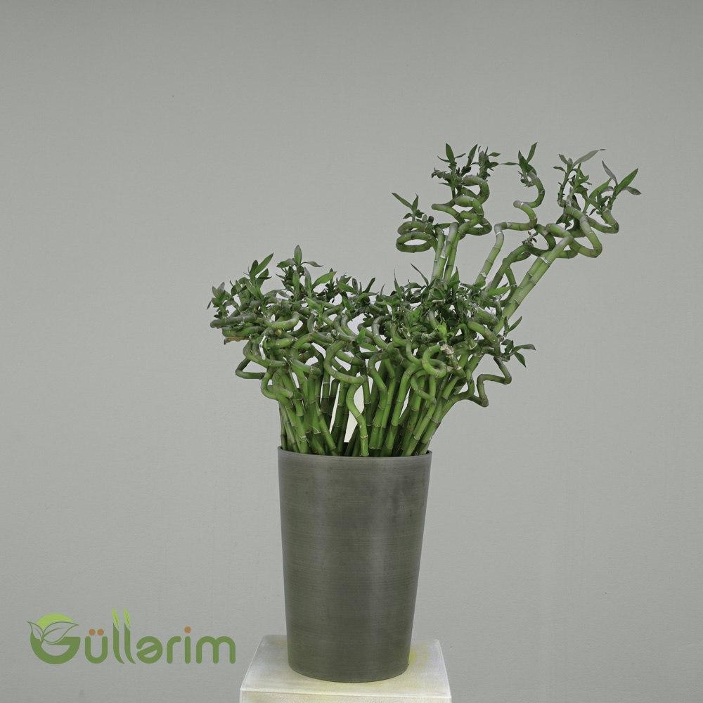 Dracaena sanderiana "Spiral" (Lucky Bamboo) (Xoşbəxtlik Bambuku – Spiral Formalı)