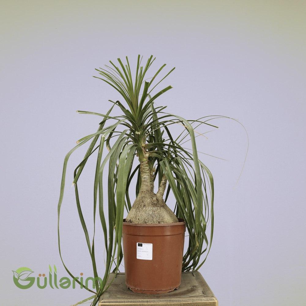 Beaucarnea recurvata (At Quyruğu Palmı / Şüşə Gövdəli Bitki)