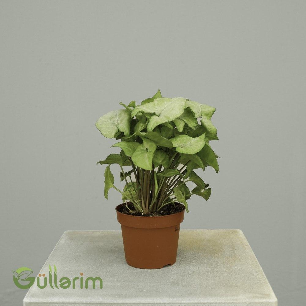 Syngonium podophyllum (Singonium / Ox Yarpaqlı Bitki)