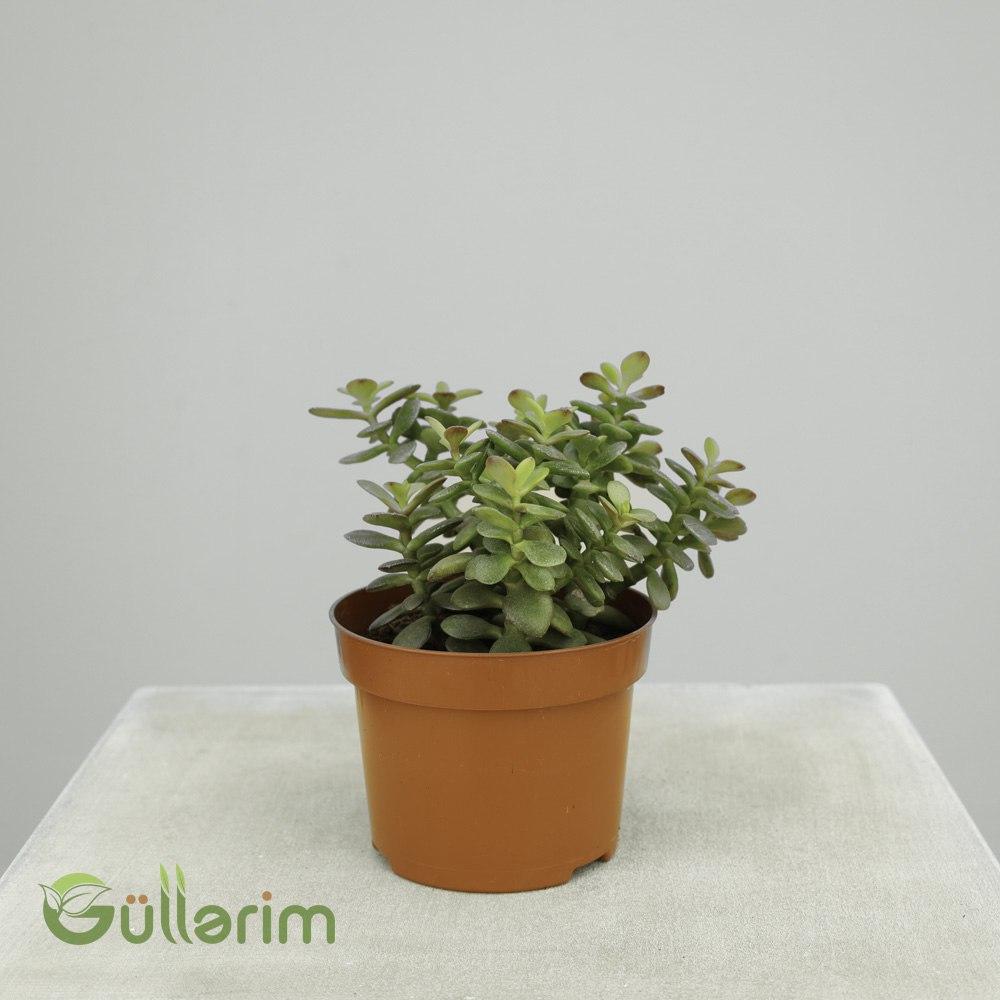 Crassula ovata (Jade Plant / Pul Ağacı) (Pul Ağacı)