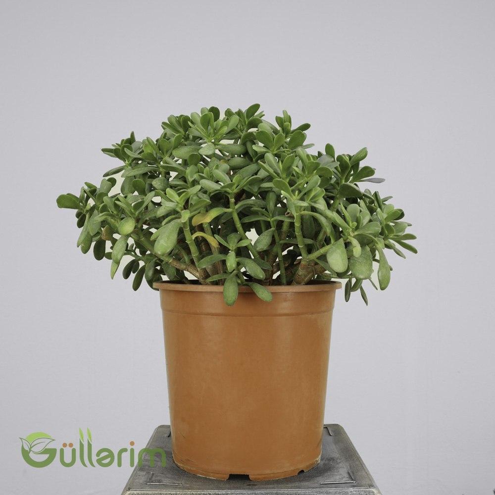 Crassula ovata (Böyük Pul Ağacı / Jade Plant) (Böyük Pul Ağacı)