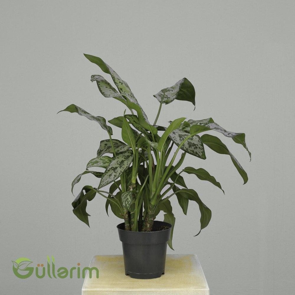 Aglaonema commutatum "Silver Queen" (Aglaonema / Çin həmişəyaşıl bitkisi)