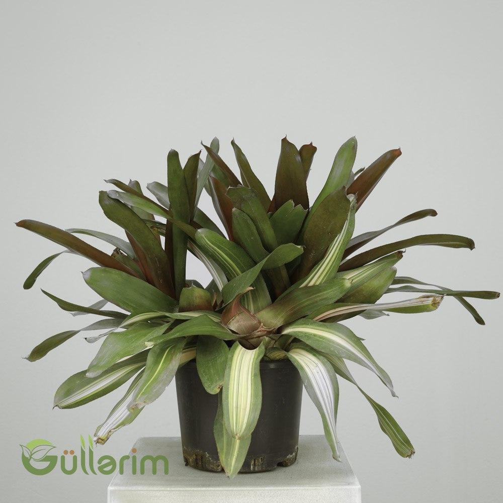 Cryptanthus zonatus (Torpaq Bromeliası / Yer Ulduzu)