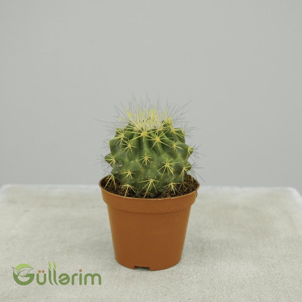 Mini Rəngli Kaktus Kolleksiyası (Mammillaria / Echinocactus Mix)