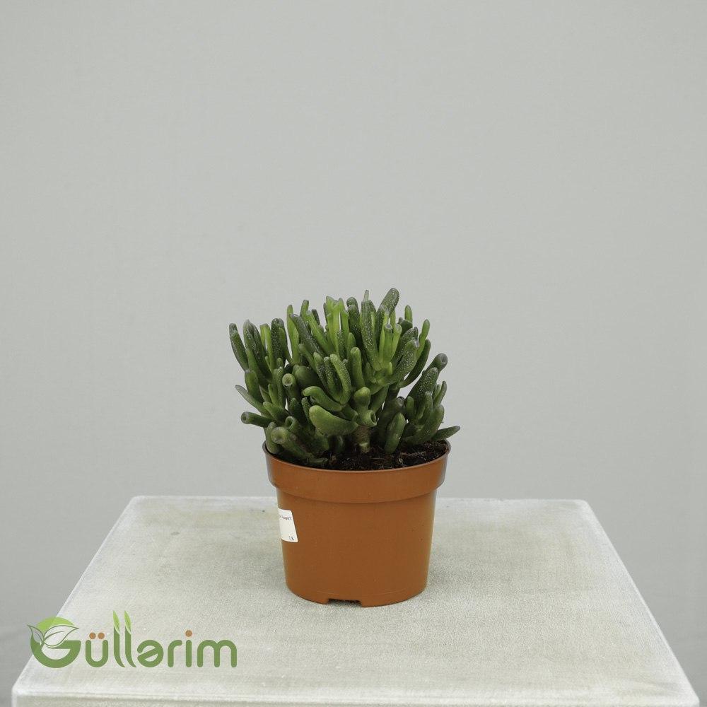 Gollum Jade (Crassula ovata ‘Gollum’)