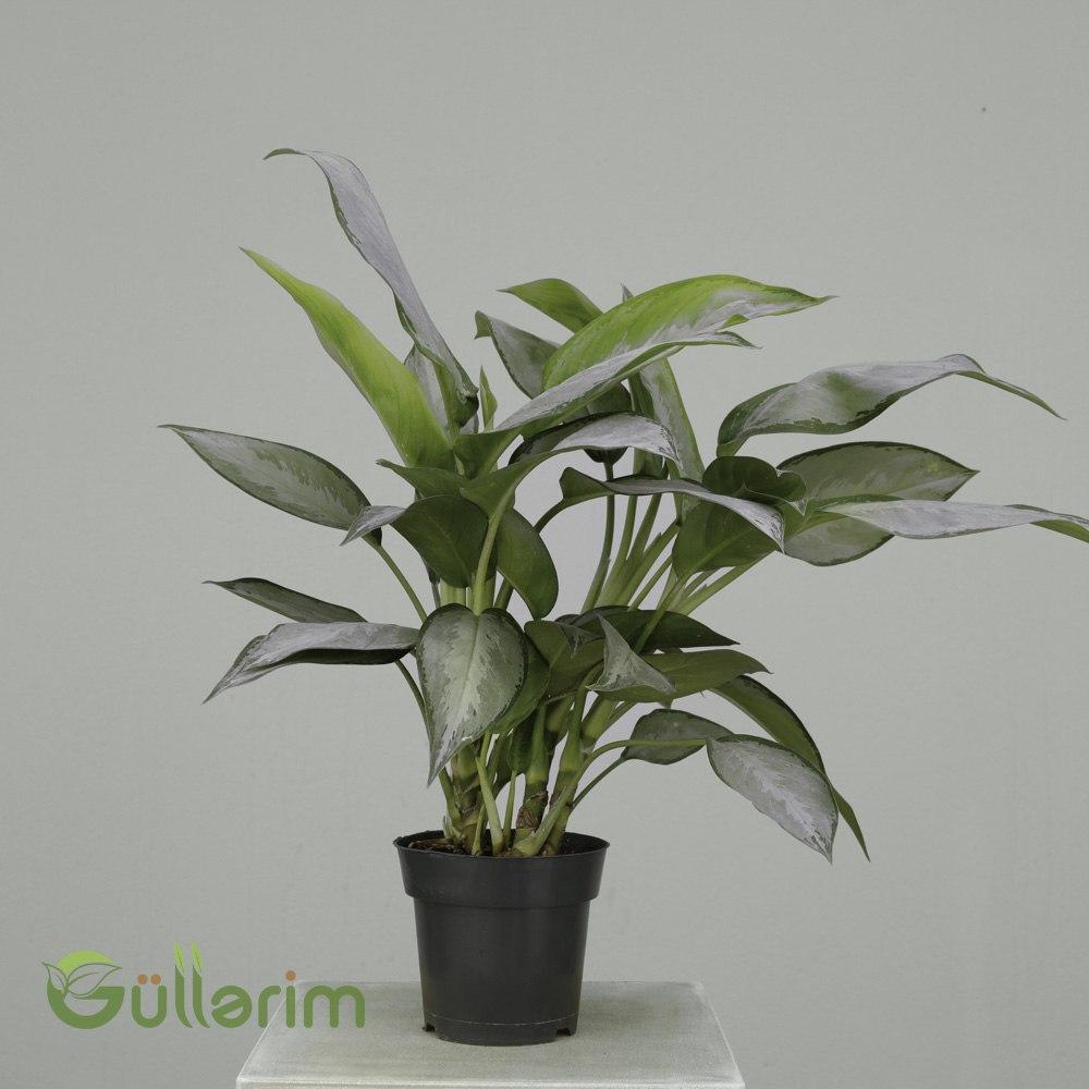 Aglaonema Silver Bay ("Çin Əbədi Yaşıl" və ya "Chinese Evergreen" də deyilir)