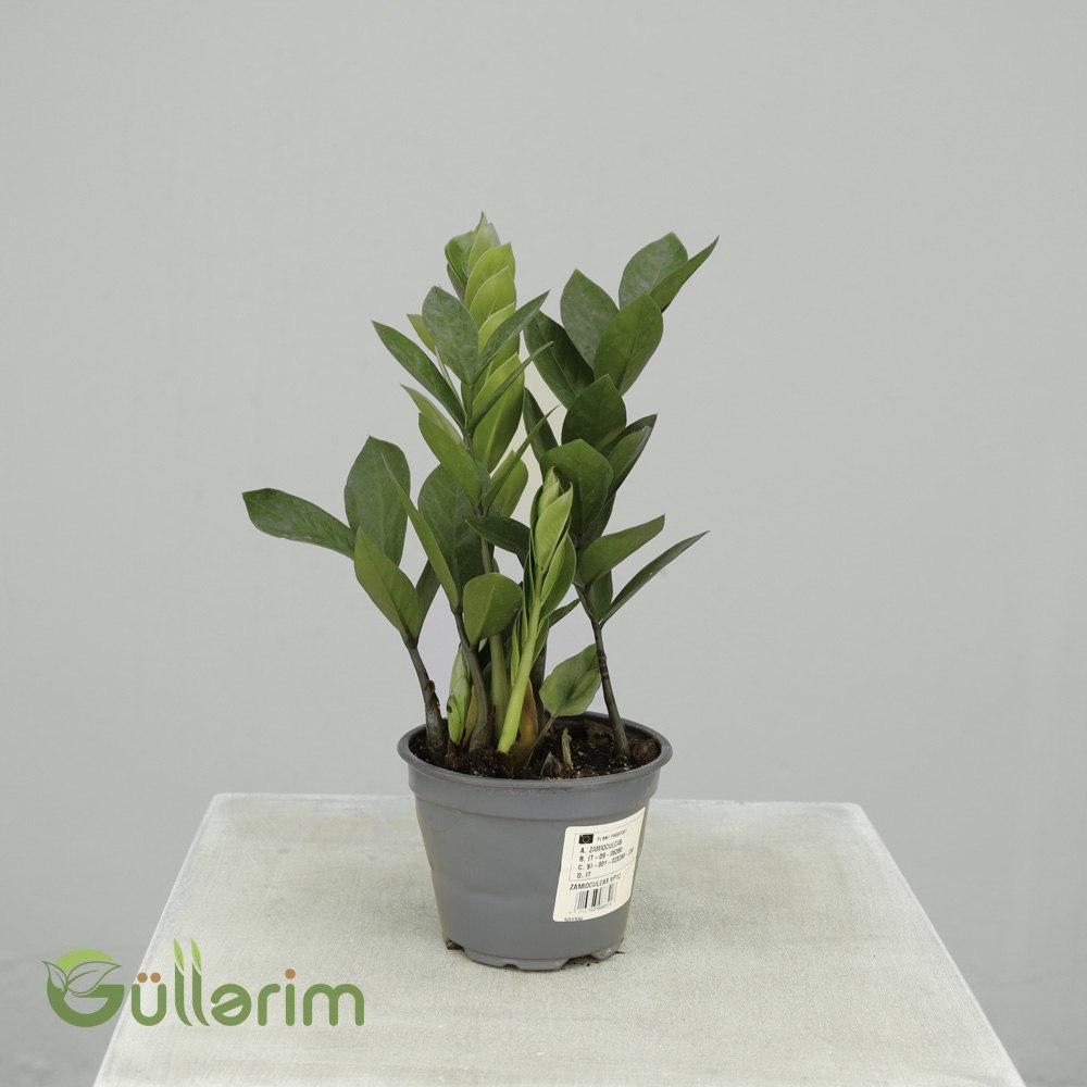 Zamioculcas zamiifolia (ZZ Bitkisi / Zamiya)