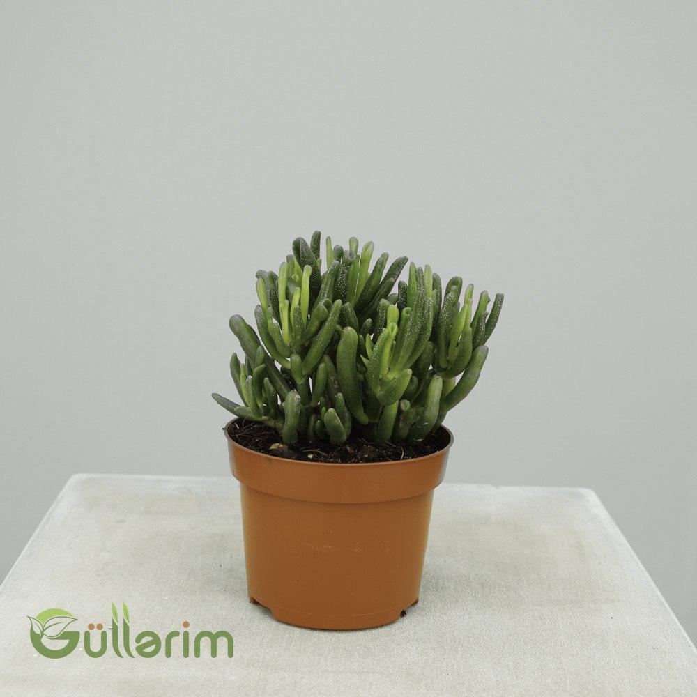 Gollum Jade (Crassula ovata ‘Gollum’)