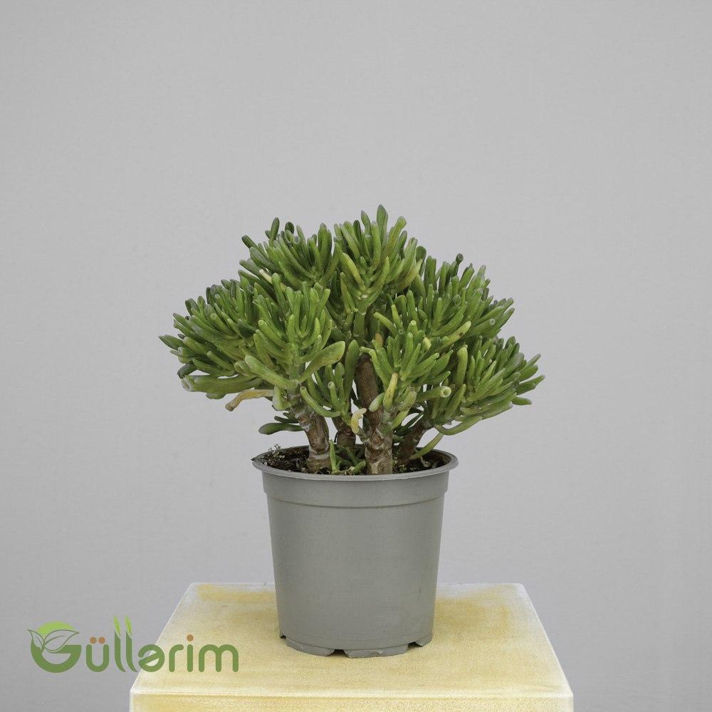 Gollum Jade (Crassula ovata ‘Gollum’)