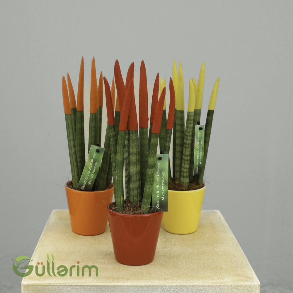 Sansevieria cylindrica “Velvet Touchz” (Silindrik Sansevieriya – Məxmər Uclu)
