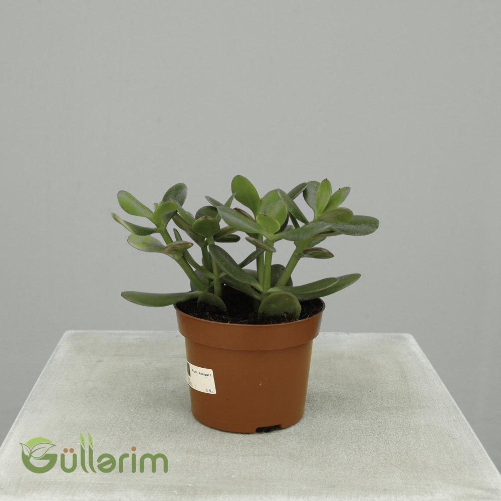 Crassula ovata (Pul Ağacı / Jade Plant)