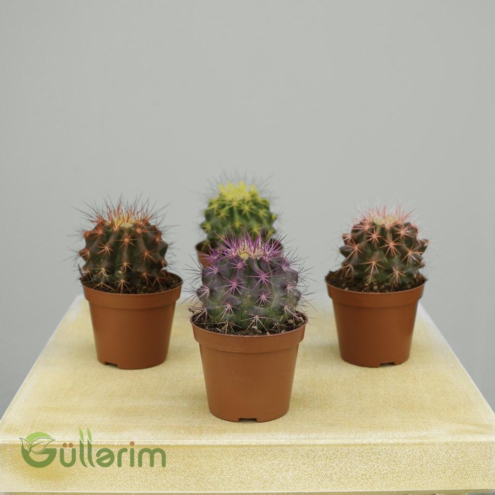 Mini Rəngli Kaktus Kolleksiyası (Mammillaria / Echinocactus Mix)