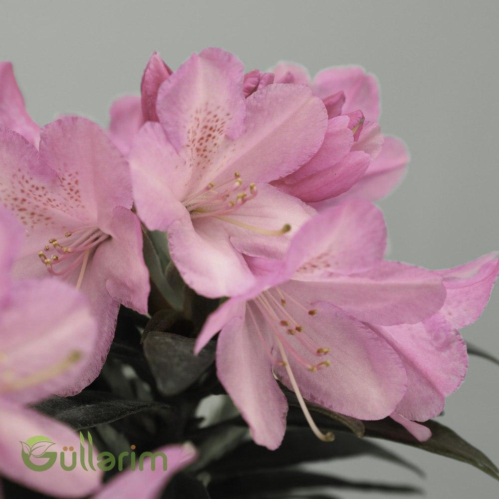 Rhododendron Hybride