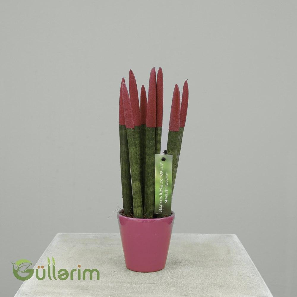 Sansevieria cylindrica “Velvet Touchz” (Silindrik Sansevieriya – Məxmər Uclu)