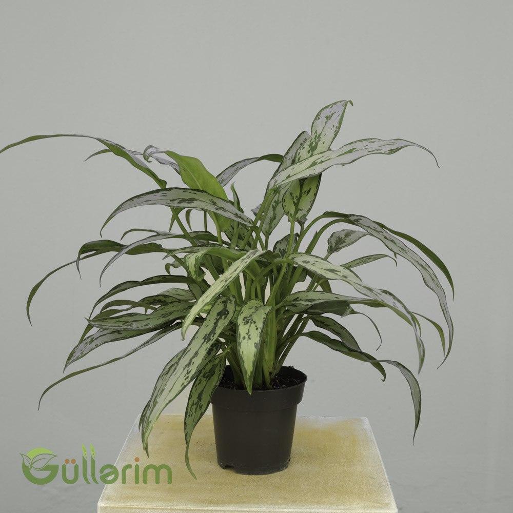 Aglaonema ‘Silver Queen’ (Çin Əbədi Yaşıl Bitkisi)