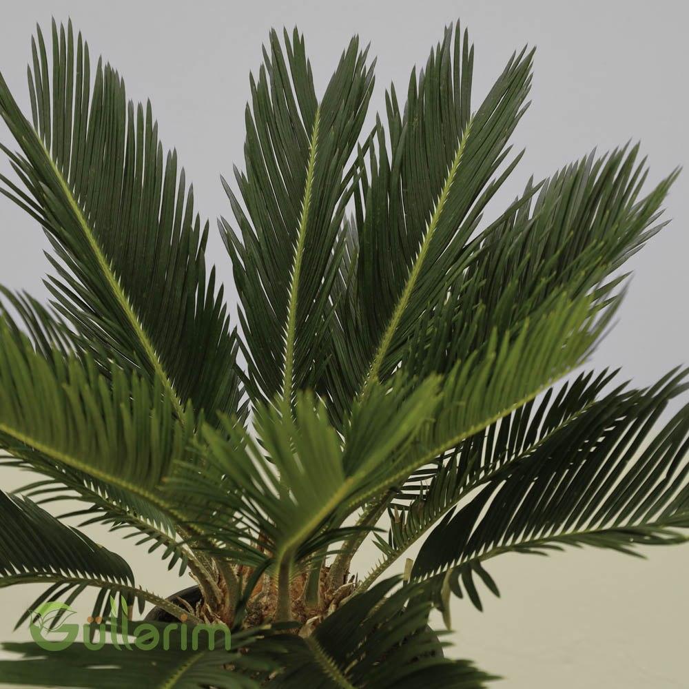 Cycas Revoluta (Saqo Palmiyesi)