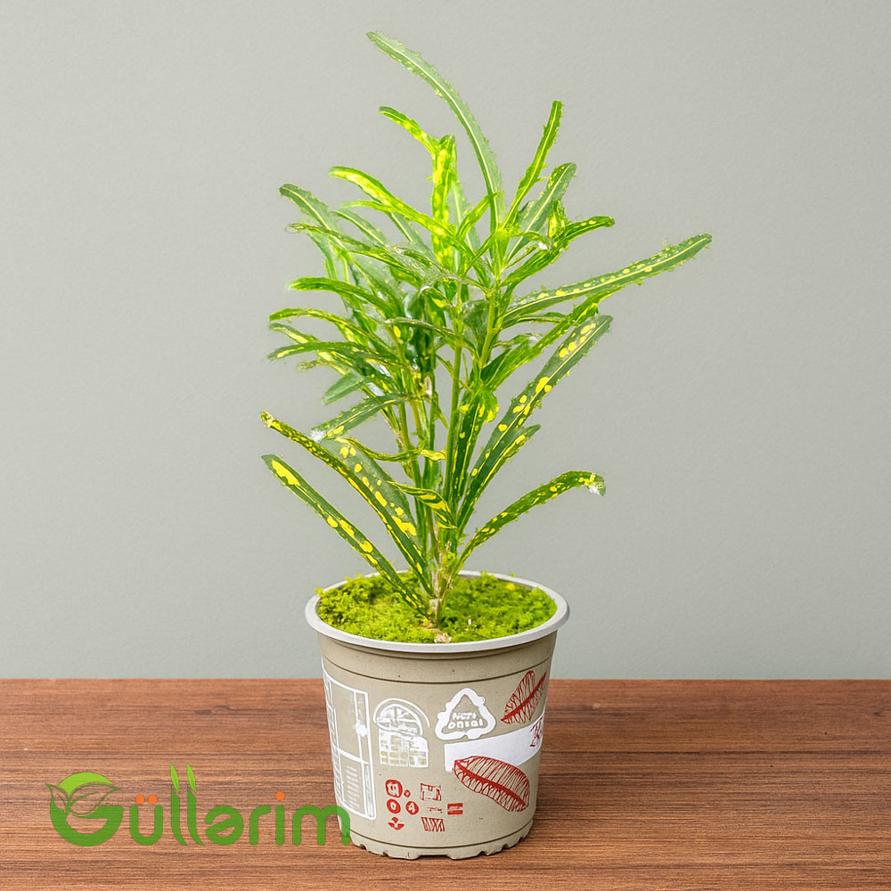 Kroton (Codiaeum variegatum)