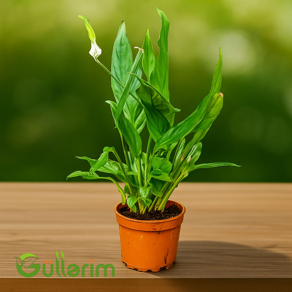 Spathiphyllum wallisii (Sülh zanbağı)