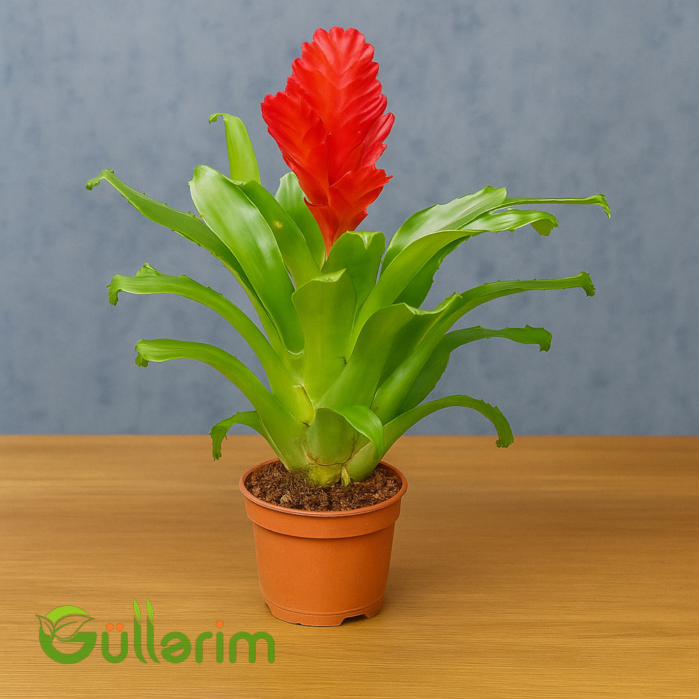 Bromeliya