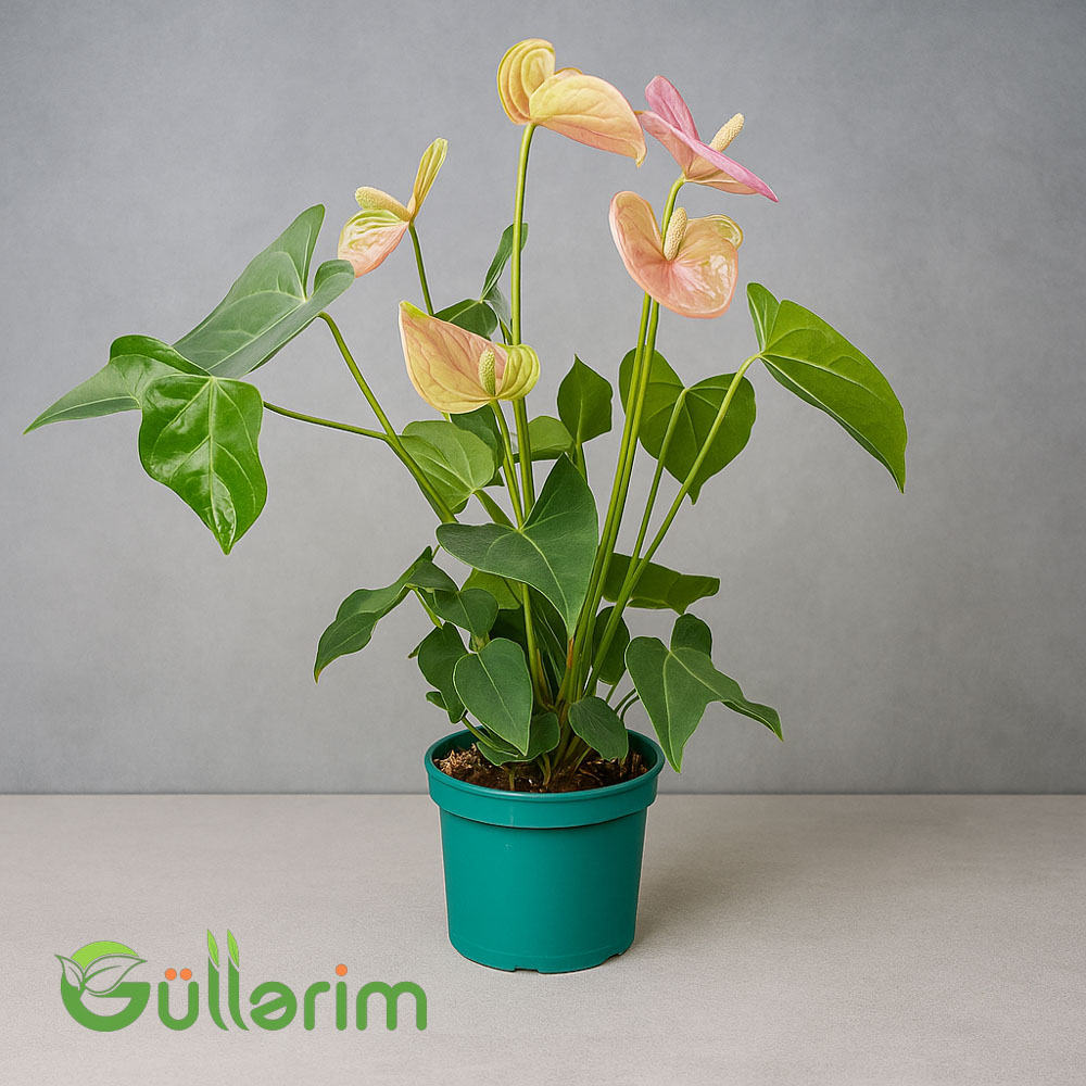 Anthurium (Flamingo çiçəyi)