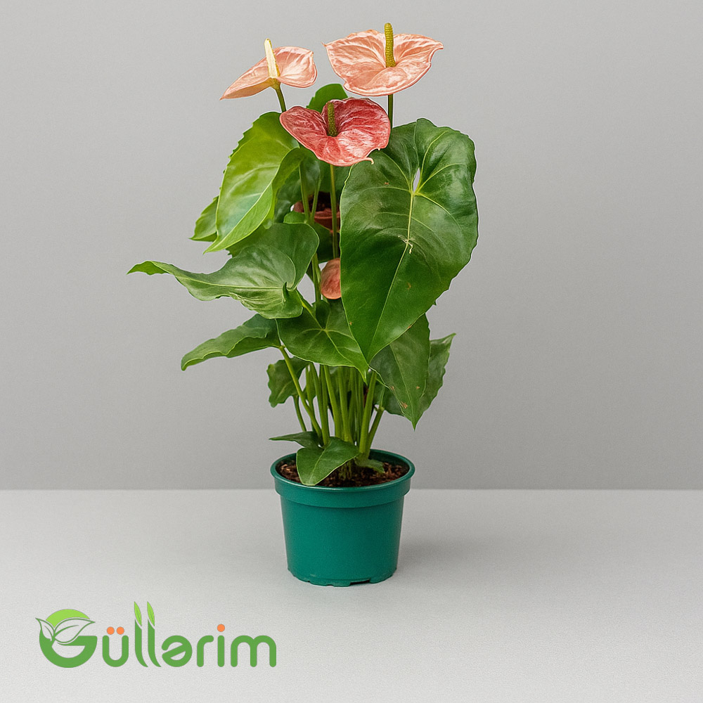Anthurium (Flamingo çiçəyi)