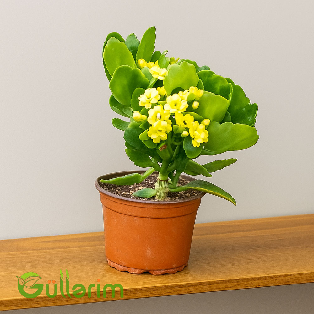 Kalanxoe blossfeldiana (Kalanxoe)