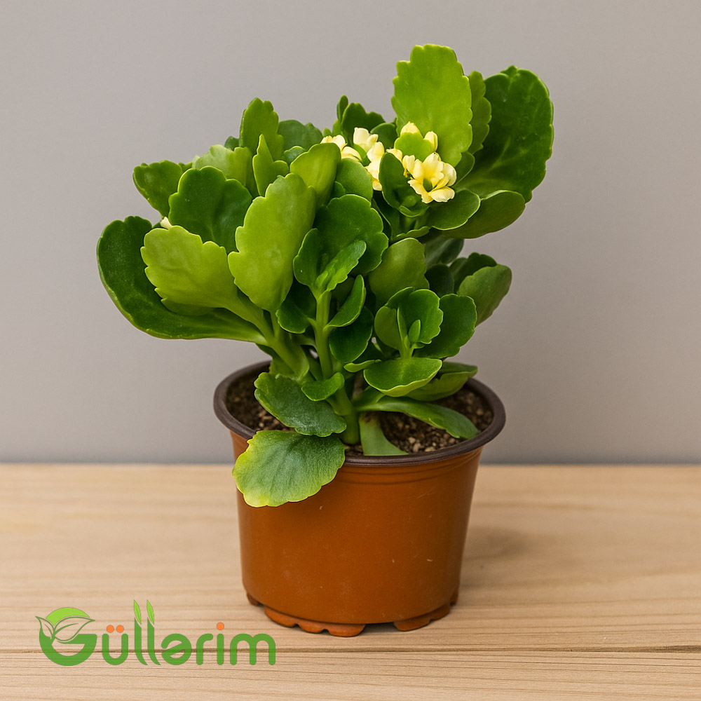 Kalanxoe blossfeldiana (Kalanxoe)