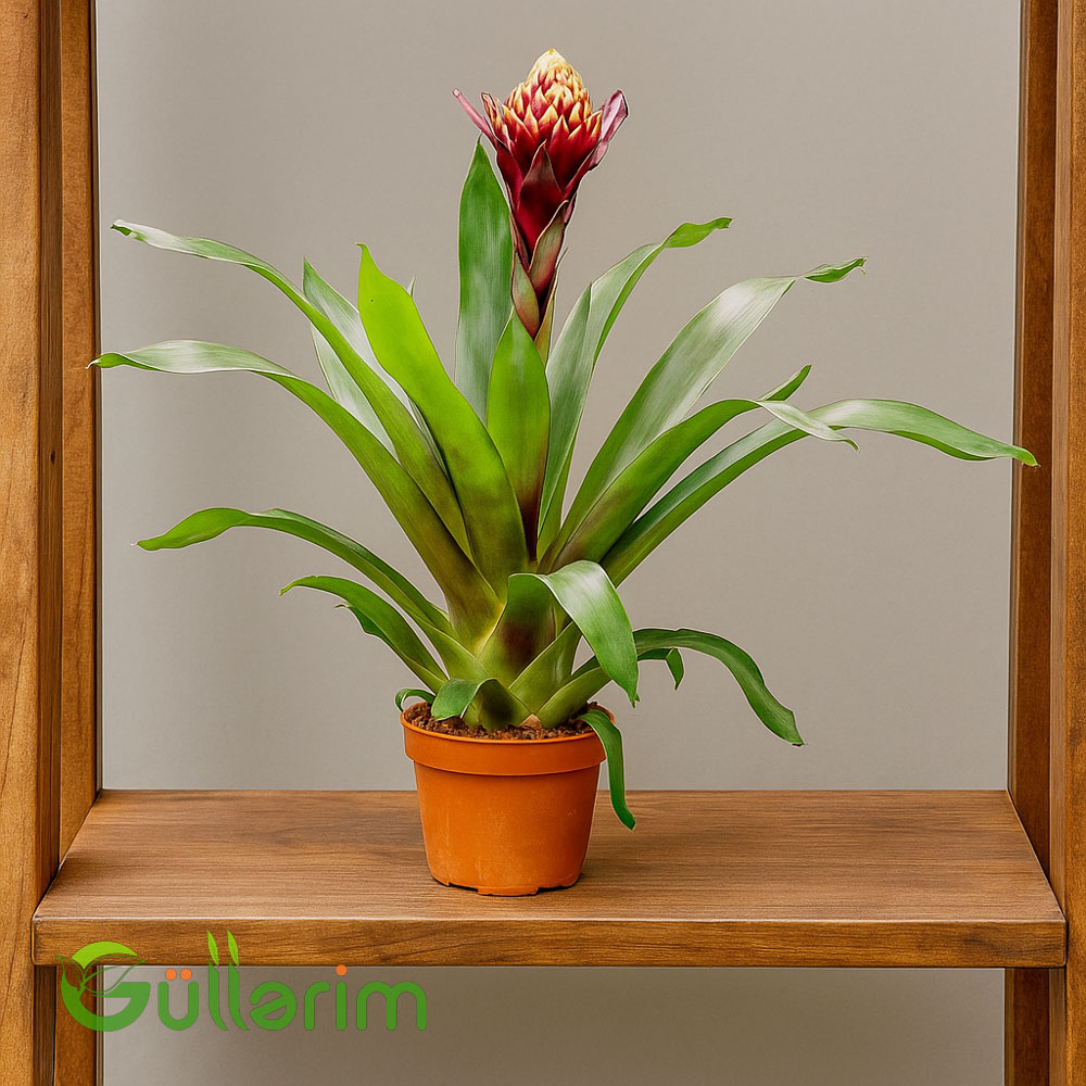 Guzmania