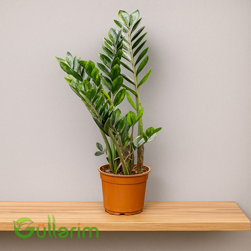 Dollar bitkisi (Zamioculcas zamiifolia)