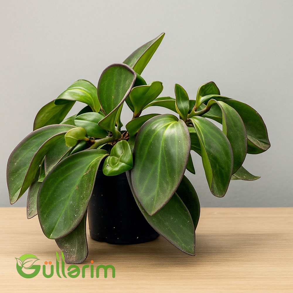 Peperomia obtusifolia (Zümrüt Dalgası)