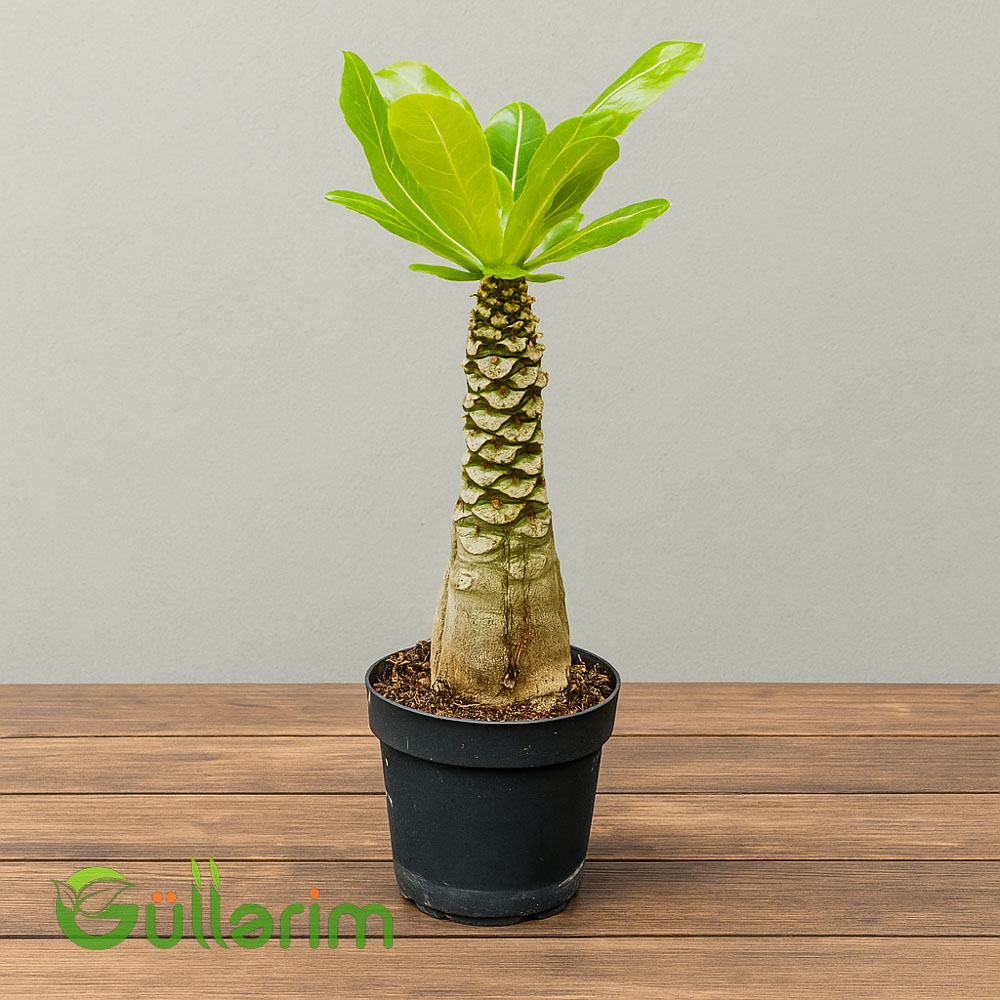 Brighamia insignis (Havay palması)