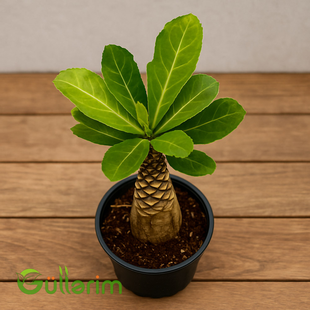 Brighamia insignis (Havay palması)