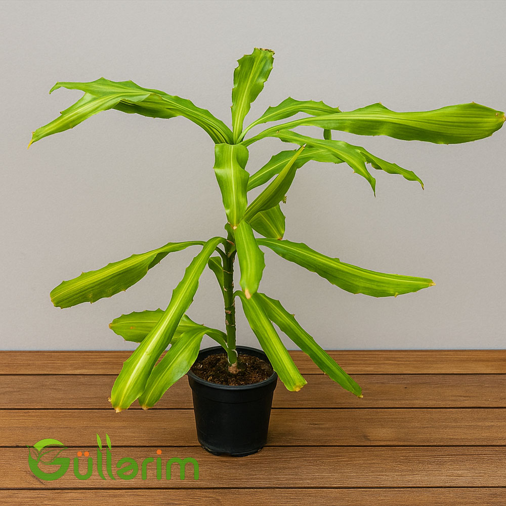 Dracaena fragrans (Ətirli drasena)