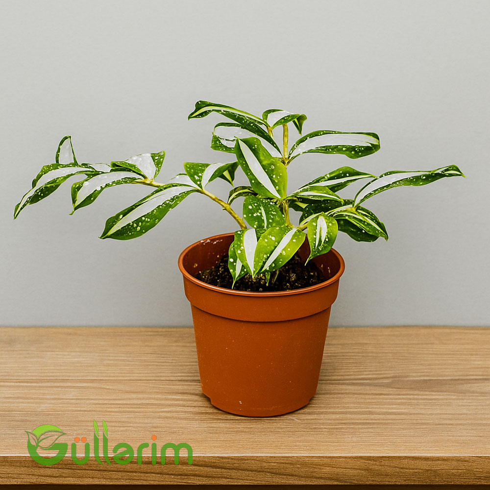 Dracaena Surculosa 'Milky Way